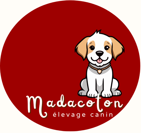 chiot-mada coton de tuléar