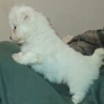 bb chiot