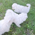 chiot mi1